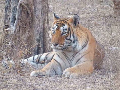 How to See Tigers in Ranthambore National Park – Where Goes Rose?