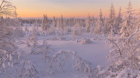 Snow Covered Trees In Snow Field Hd Winter Wallpapers / Mount eggli ...