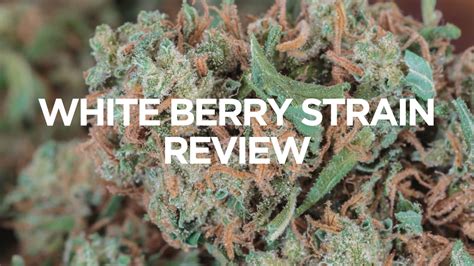 Berry White Strain Review - BudLyft