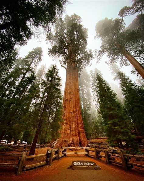 @destinations_2020 on Instagram: “Largest tree in the world - General Sherman in Sequoia ...