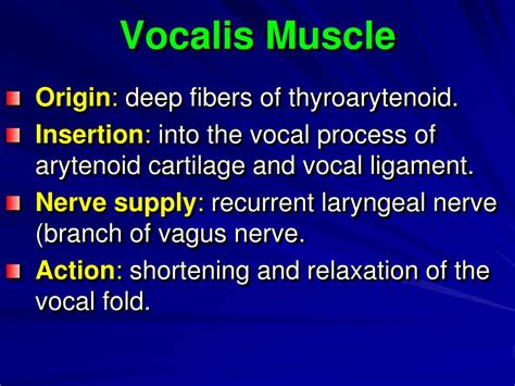 PPT - The larynx PowerPoint Presentation, free download - ID:5370322