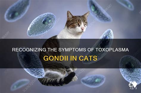 Recognizing The Symptoms Of Toxoplasma Gondii In Cats | PetShun