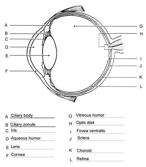 Diagram Of Human Eye With Labelling