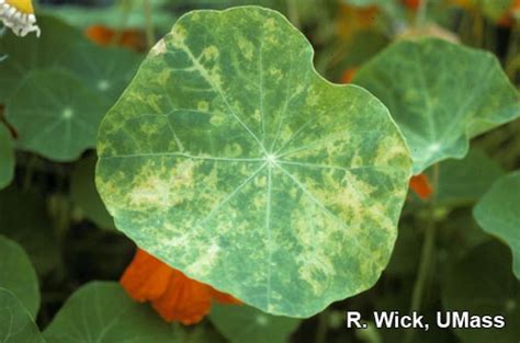 Nasturtium – Impatiens Necrotic Spot Virus (INSV) | Center for Agriculture, Food, and the ...