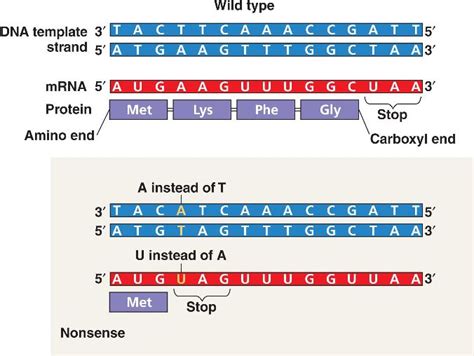 mutation_nonsense.html 17_23cPointMutationTypes-L.jpg