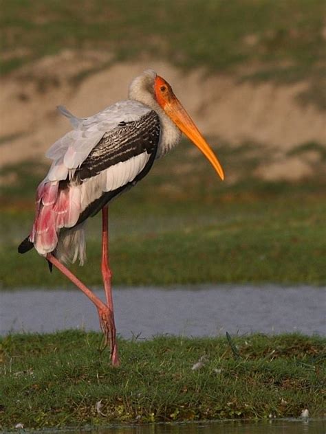 Painted stork - Alchetron, The Free Social Encyclopedia