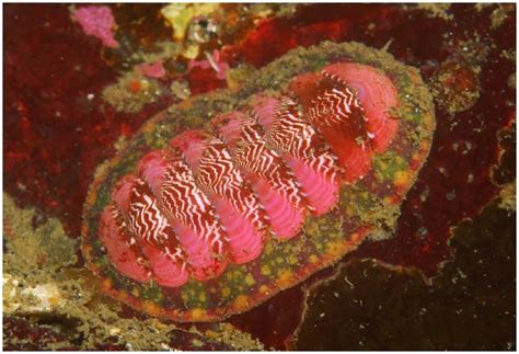 Interesting Facts About Chitons, Sea Cradles, or Coat-of-Mail Shells | HubPages