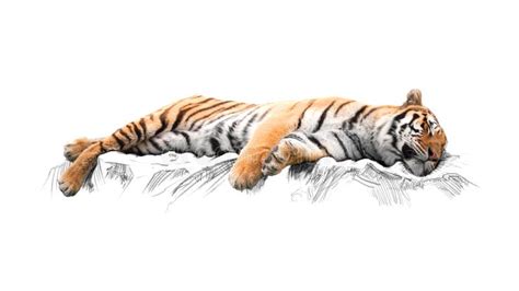 Sleeping Tiger Stock Illustrations – 731 Sleeping Tiger Stock Illustrations, Vectors & Clipart ...