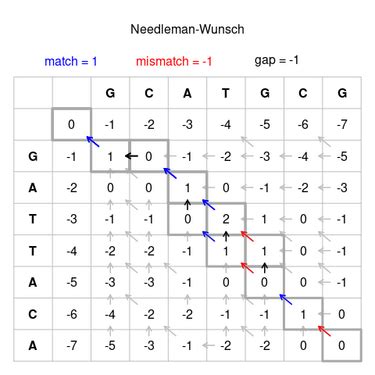 Needleman–Wunsch algorithm - HandWiki