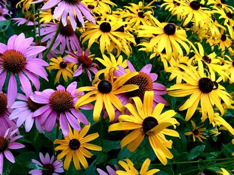 43 Best Perennials Flowers for Full Sun, Borders and Shade