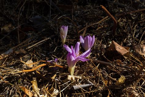 Canon EOS Rebel T8i Review: There's Nothing to See Here | Digital Trends