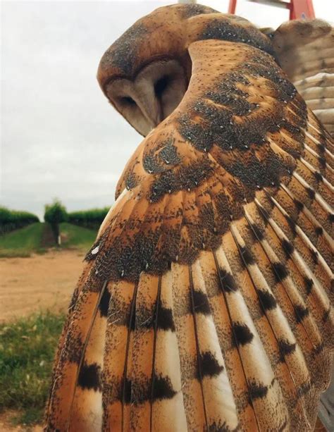 owl wing | Lechuza común, Imágenes de búho, Fotografía animal