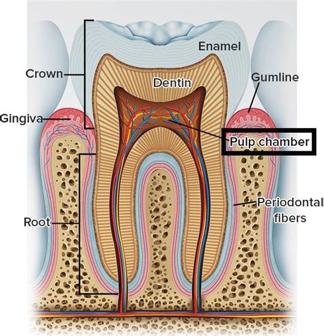 What is Dental Pulp? - McFarland Orthodontics