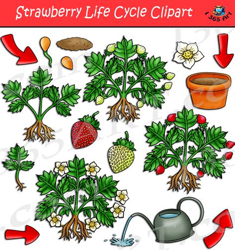 Strawberry Life Cycle Clipart Set Download - Clipart 4 School