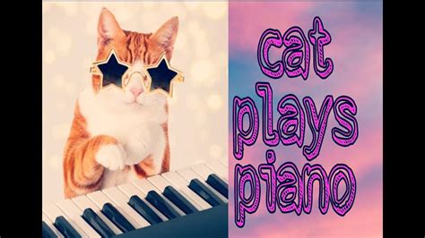 cat plays piano - YouTube