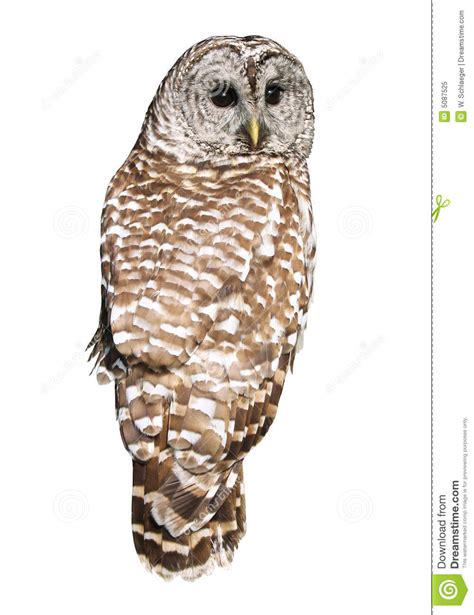 Barred Owl clipart, Download Barred Owl clipart for free 2019