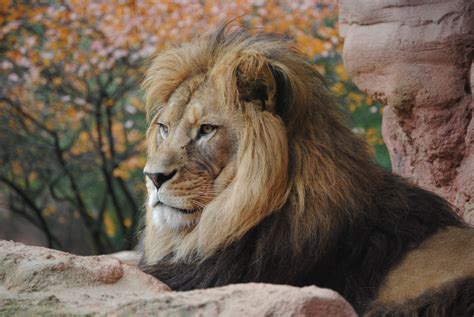 Wild Lion 4k, HD Animals, 4k Wallpapers, Images, Backgrounds, Photos and Pictures