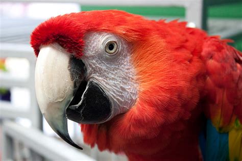 Curious Young Red Macaw by MaloneTim on DeviantArt