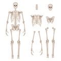 Image of skeleton body parts | CreepyHalloweenImages