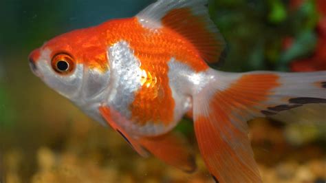 Our Full Guide to Caring for Ryukin Goldfish