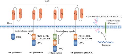 Frontiers | CAR-T Cell Therapy in Hematological Malignancies: Current ...