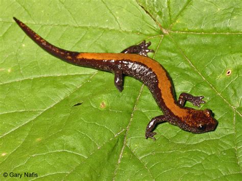 Coeur d'Alene Salamander - Plethodon idahoensis