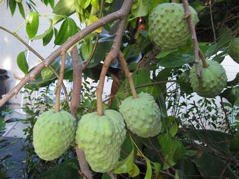 Cherimoya, Unique fruit, Fruit