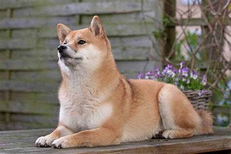 250+ Shiba Inu Names - [The Ultimate List] - My Dog's Name