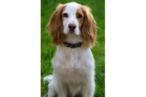 English Cocker Spaniel Beagle Mix - Everything You Need to Know ...