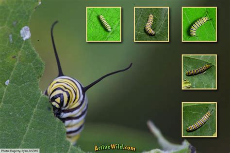 Monarch Caterpillar Stages With Pictures & Facts: 5 Larval Stage Instars