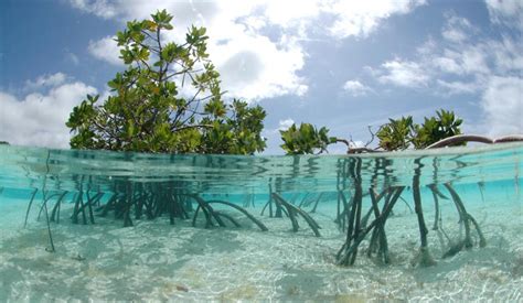 Forest: Indahnya Pantai Mangrove di Kampoeng Nipah