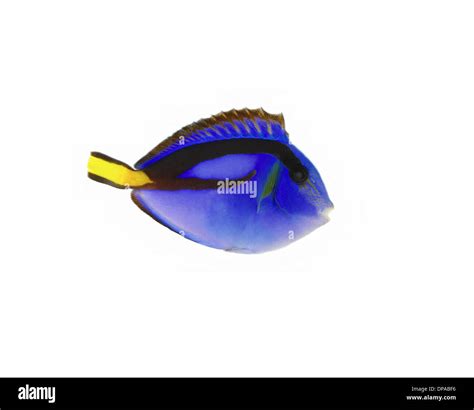 Regal tang fish Cut Out Stock Images & Pictures - Alamy