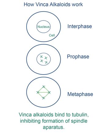 Vinca Alkaloids – Callaix