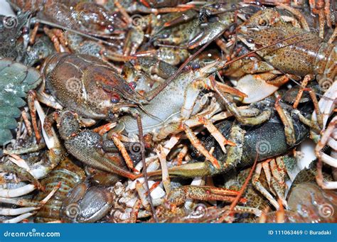 Live crawfish stock image. Image of close, disarray - 111063469