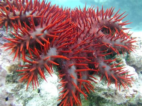 crown-of-thorns starfish | Crown of thorns starfish, Crown of thorns, Beneath the sea