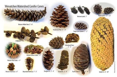 Wenatchee Watershed Conifer Cones - Wenatchee Naturalist