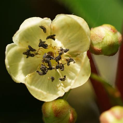 A male flower of the kiwi plant. | This plant (Actinidia arg… | Flickr