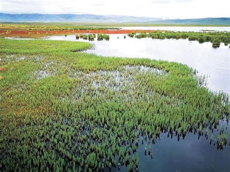 国际重要湿地 | 四川若尔盖国际重要湿地：高寒泥炭沼泽湿地