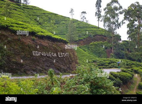 Edinburgh Tea Estate near Nuwara Eliya, Sri Lanka, Asia Stock Photo - Alamy