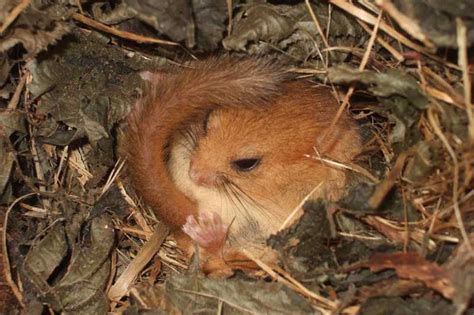 Understanding dormouse hibernation in the face of climate change