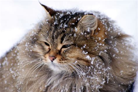 Snow Cat HD Desktop Wallpaper: Widescreen: alta definizione: fullscreen