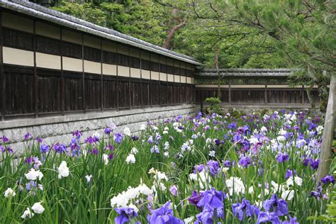 japanese iris garden. Japanese Iris, Iris Garden, Places Ive Been, Outdoors, Plants, Plant ...