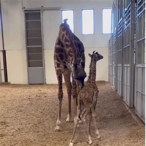 Baby giraffe shows off how he runs with his long legs days after birth