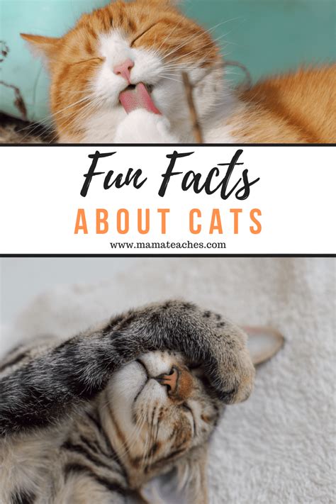 Interesting and Fun Facts About Cats for Kids - Mama Teaches