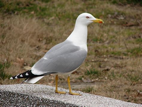 herring-gull Free Photo Download | FreeImages