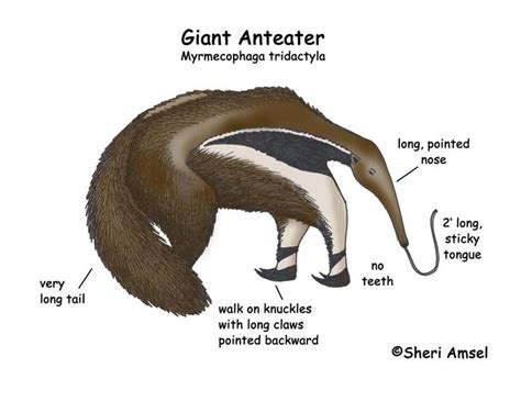 Image result for anteater public domain | Giant anteater, Anteater, Zoo animals