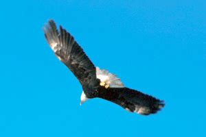 Bald Eagle