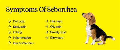 What Is Seborrhea In Dogs? | Dutch