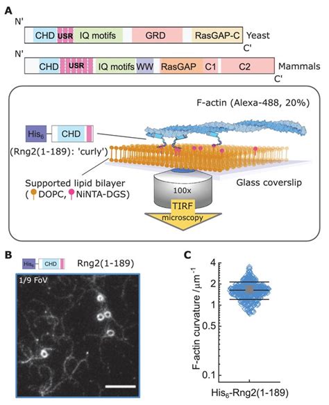 Calponin-homology domain mediated bending of membrane-associated actin filaments | eLife