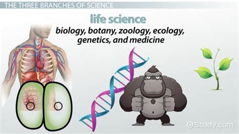 Three Branches of Natural Science: Physical, Earth & Life - Video & Lesson Transcript | Study.com